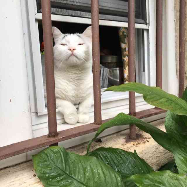 がるちゃん猫カフェ48号店 開店しました♪ (初めての方も大歓迎)