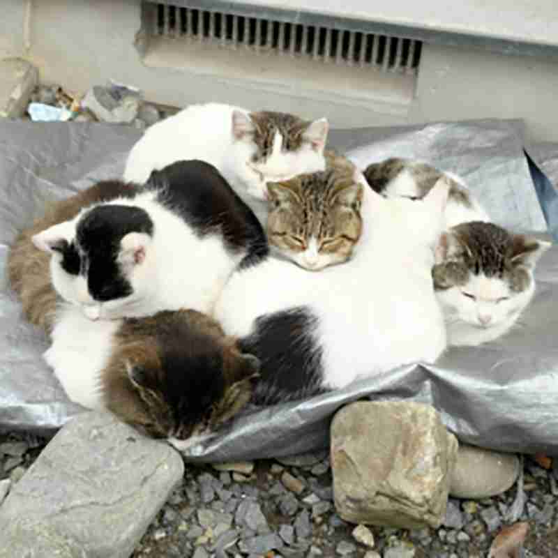 がるちゃん猫カフェ48号店 開店しました♪ (初めての方も大歓迎)