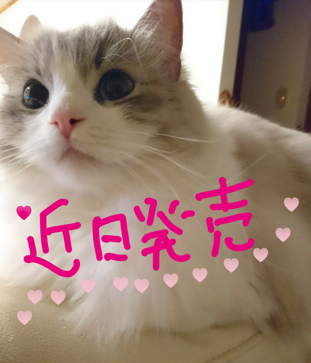 がるちゃん猫カフェ48号店 開店しました♪ (初めての方も大歓迎)