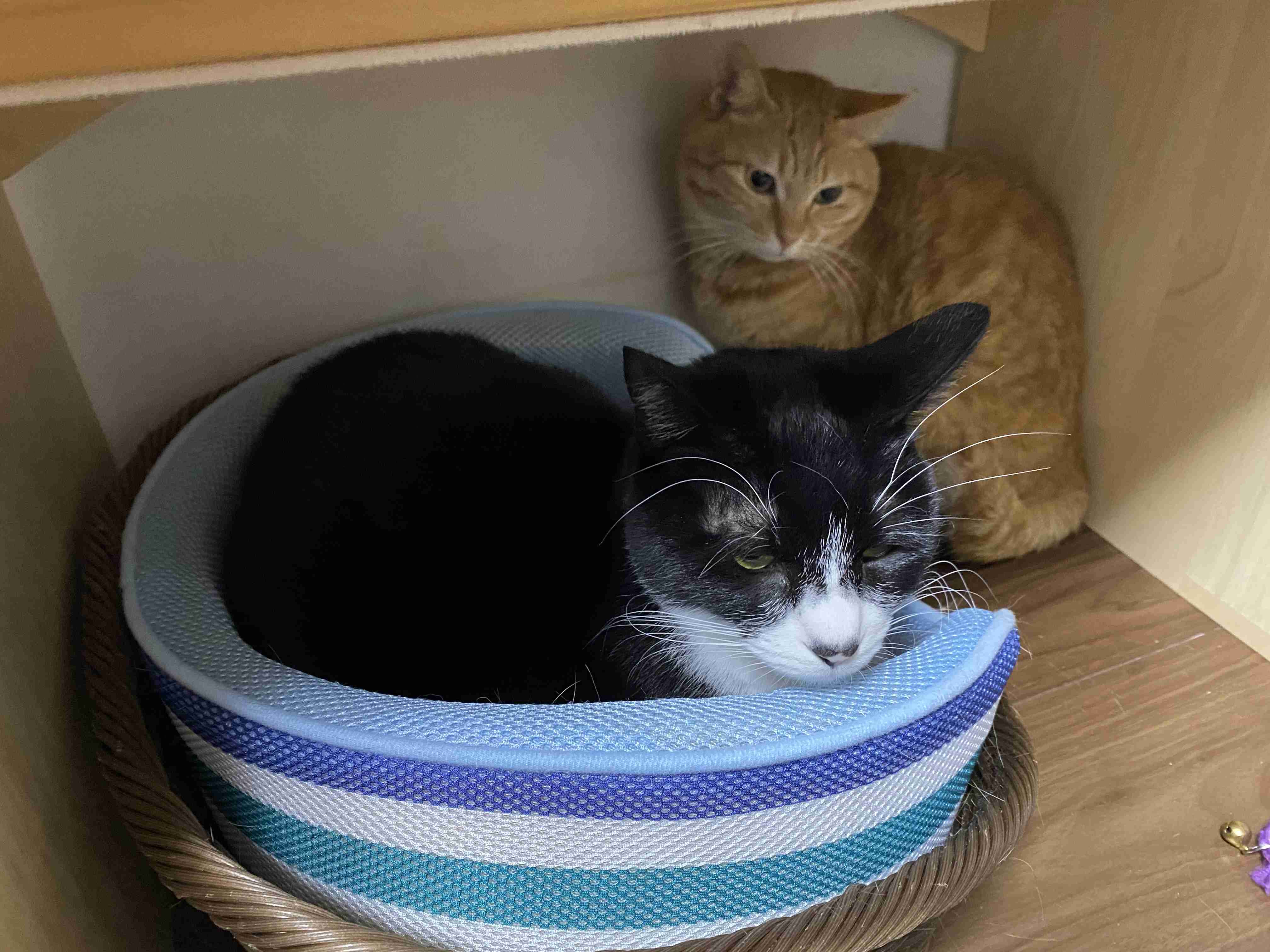 がるちゃん猫カフェ48号店 開店しました♪ (初めての方も大歓迎)
