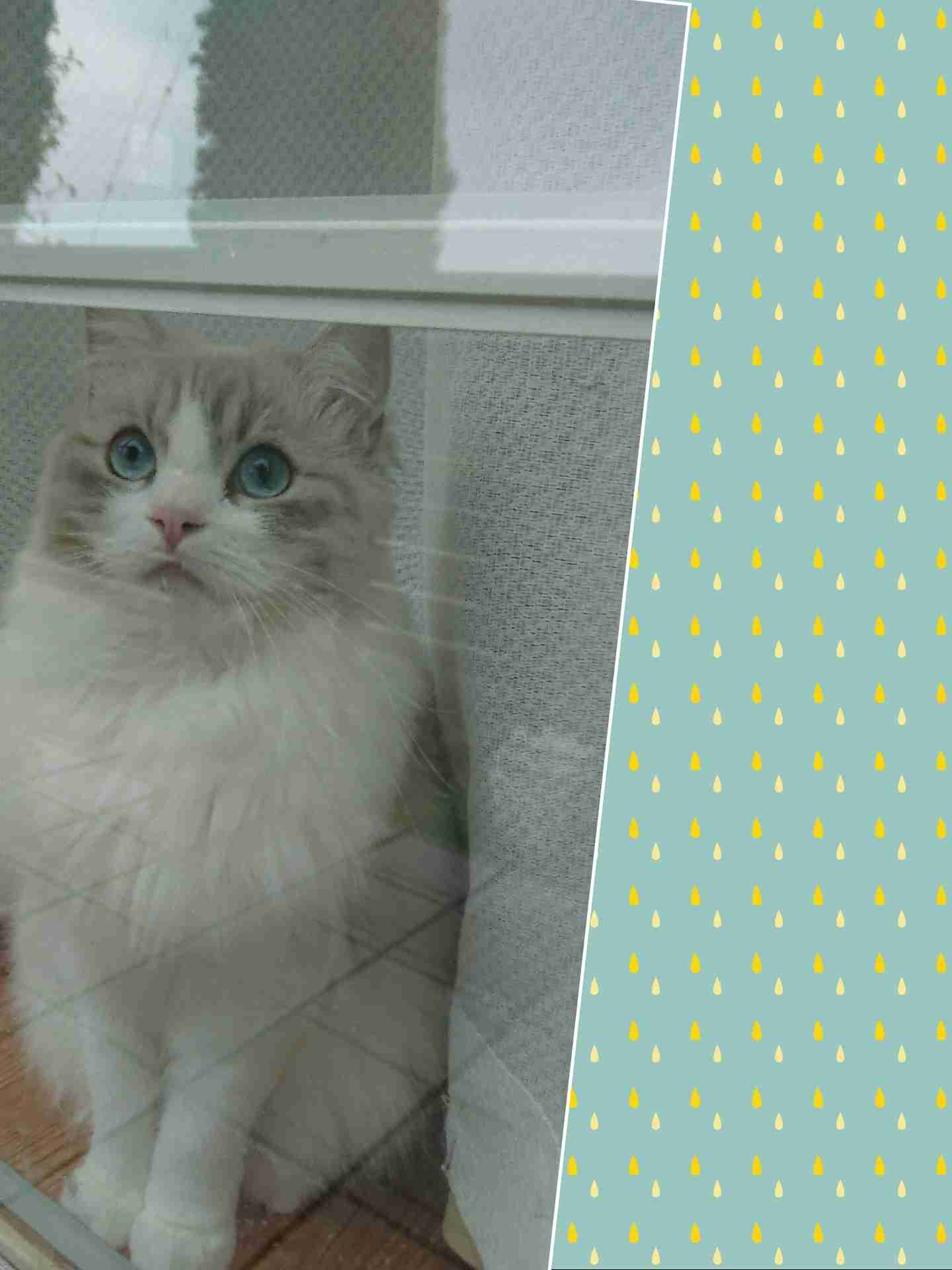 がるちゃん猫カフェ48号店 開店しました♪ (初めての方も大歓迎)