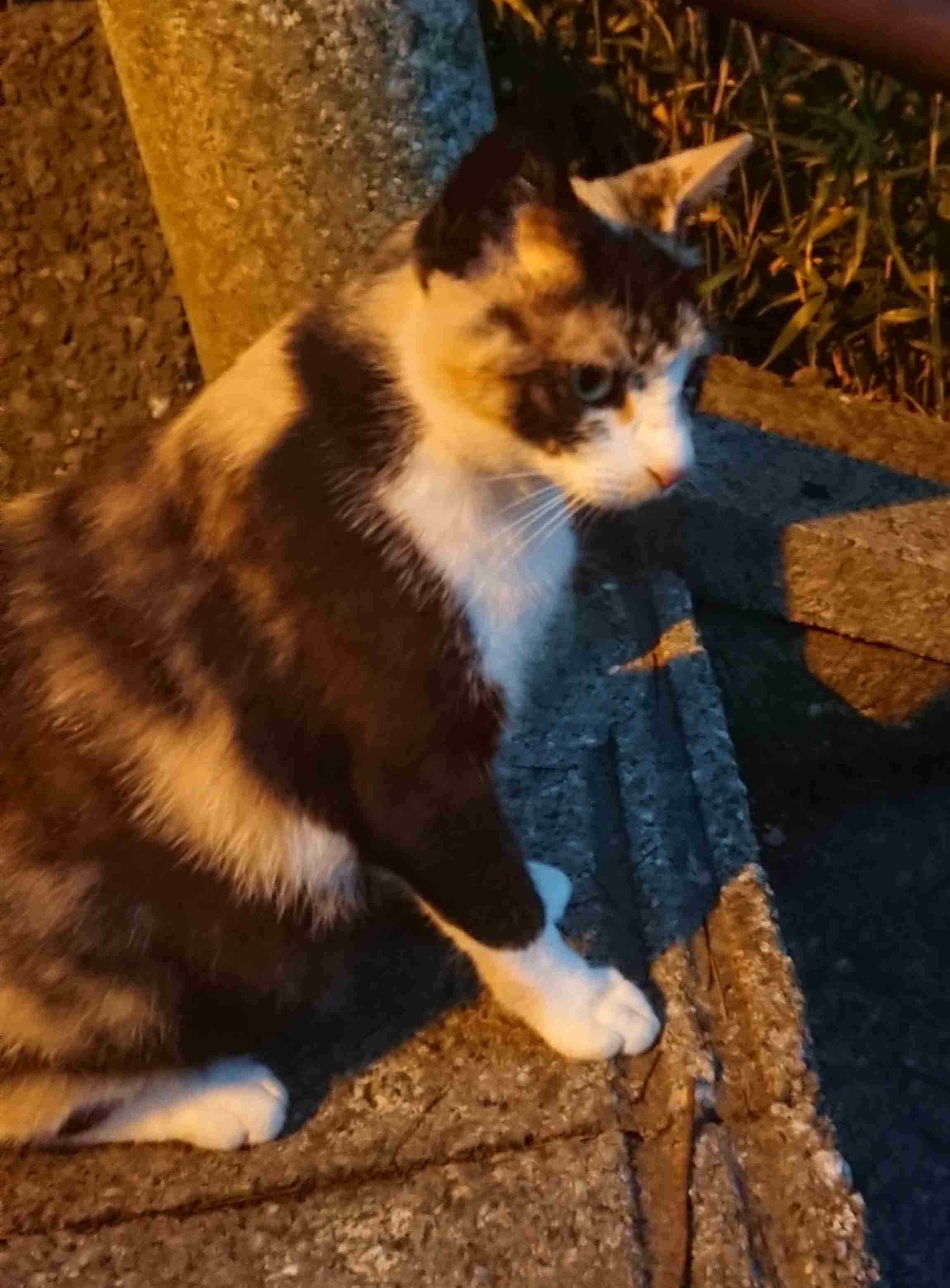 がるちゃん猫カフェ48号店 開店しました♪ (初めての方も大歓迎)