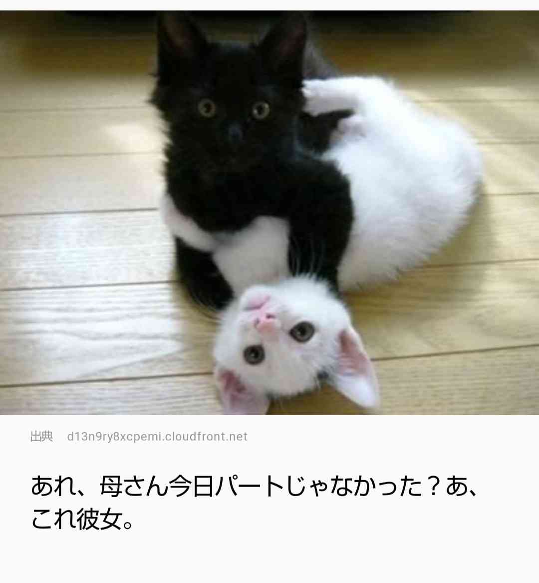 がるちゃん猫カフェ48号店 開店しました♪ (初めての方も大歓迎)