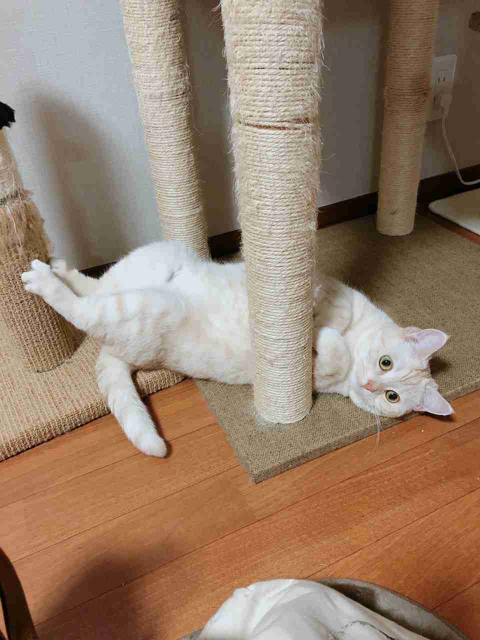 がるちゃん猫カフェ48号店 開店しました♪ (初めての方も大歓迎)