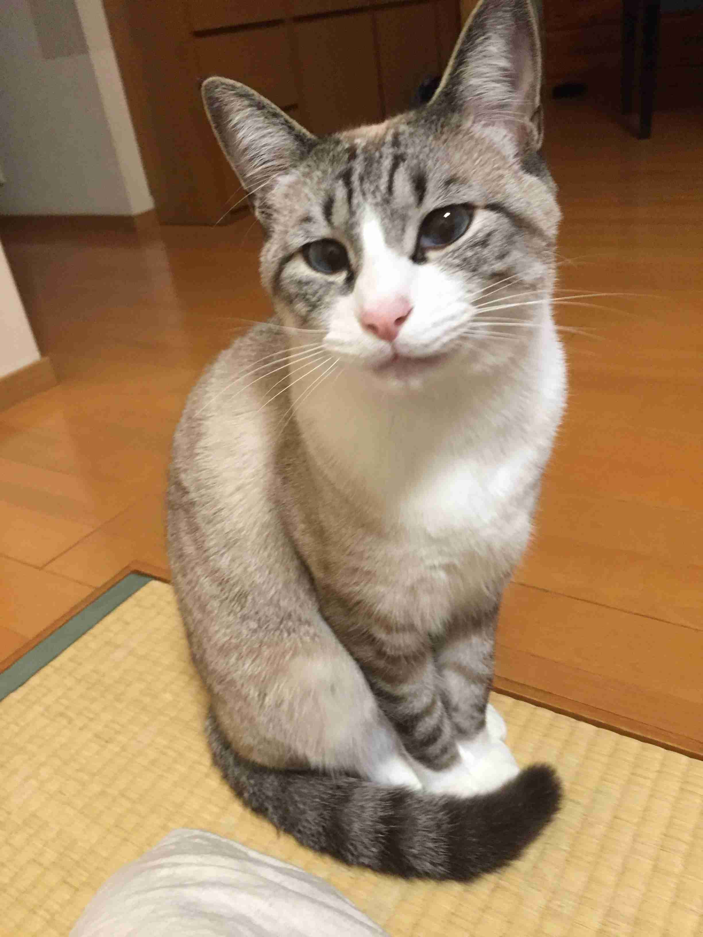 がるちゃん猫カフェ48号店 開店しました♪ (初めての方も大歓迎)