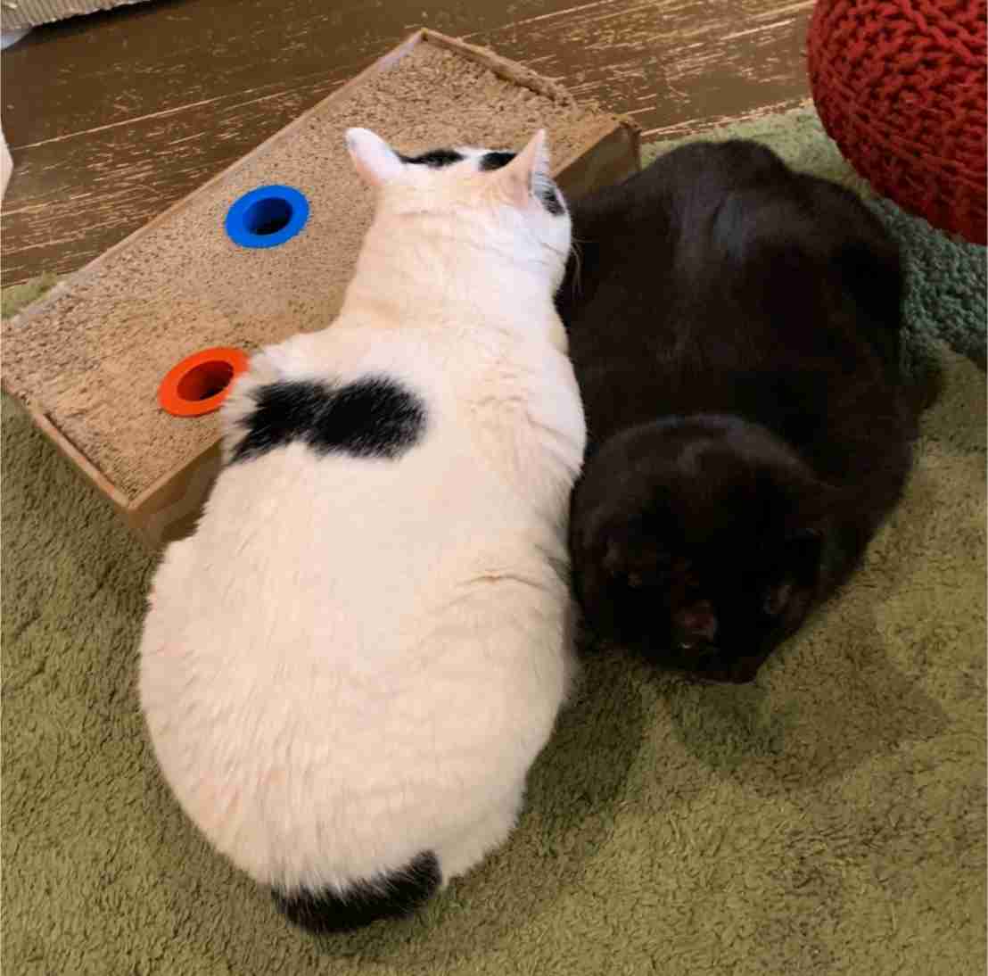 がるちゃん猫カフェ48号店 開店しました♪ (初めての方も大歓迎)
