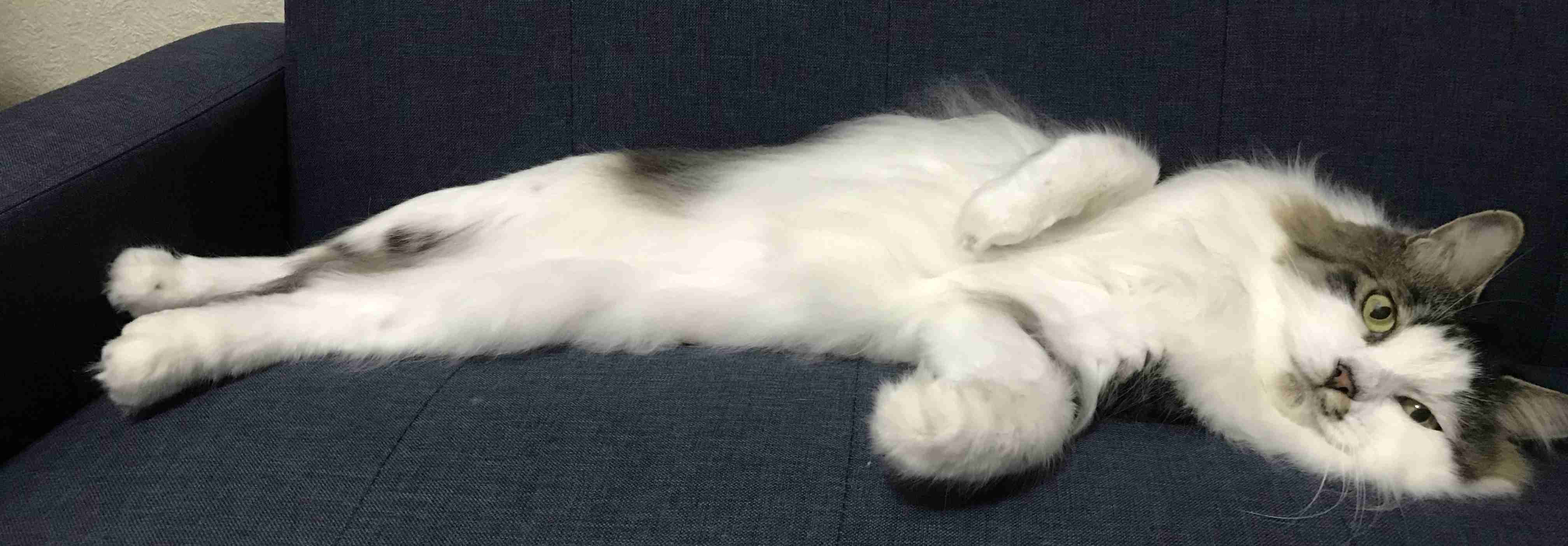 がるちゃん猫カフェ48号店 開店しました♪ (初めての方も大歓迎)
