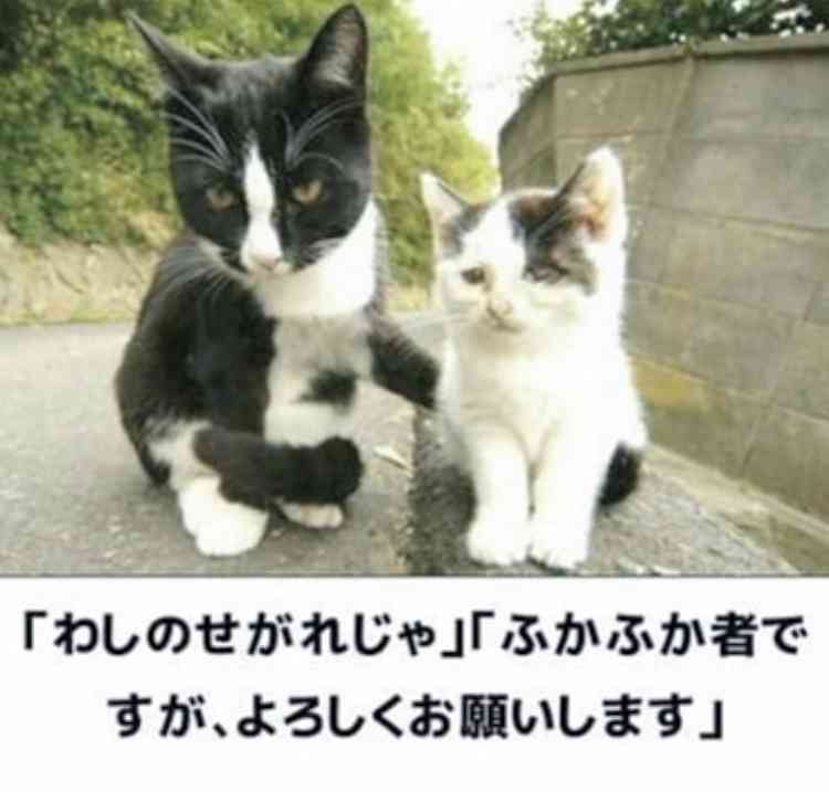 がるちゃん猫カフェ48号店 開店しました♪ (初めての方も大歓迎)