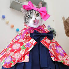 がるちゃん猫カフェ48号店 開店しました♪ (初めての方も大歓迎)