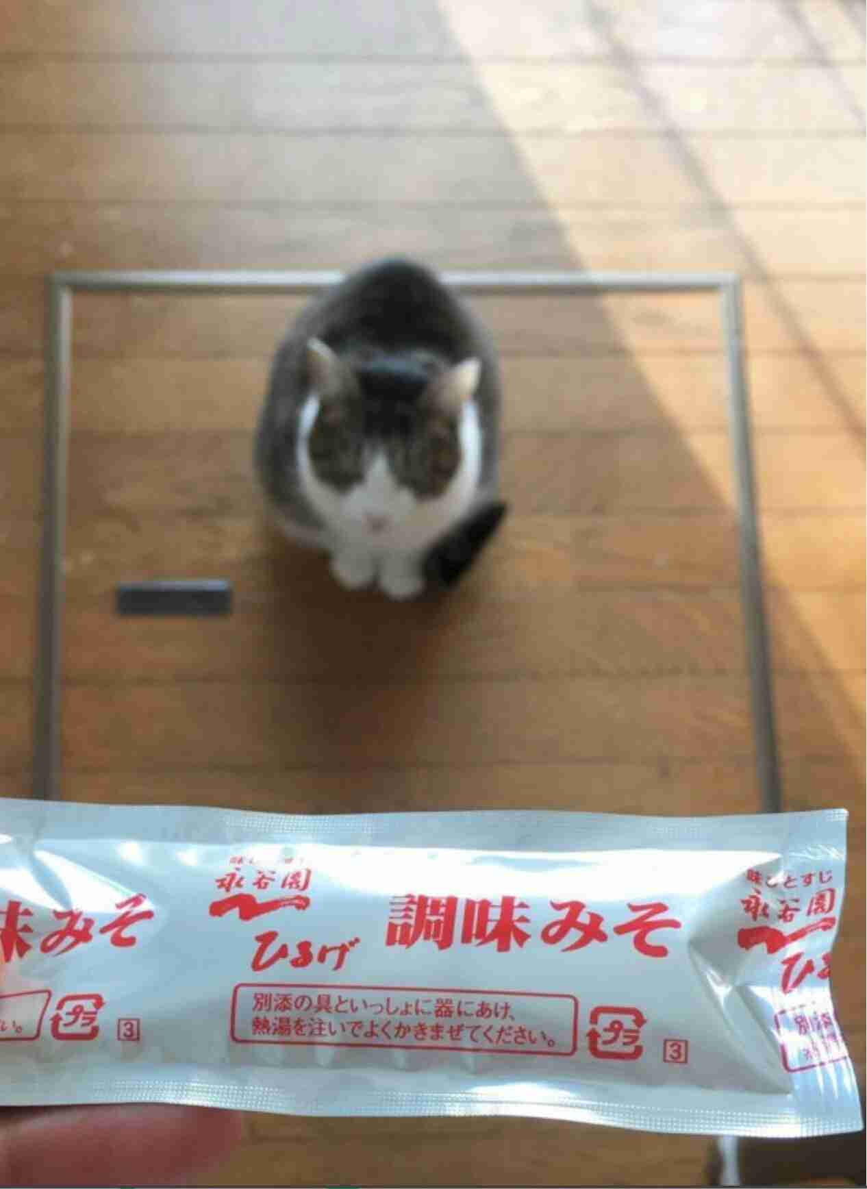 がるちゃん猫カフェ48号店 開店しました♪ (初めての方も大歓迎)