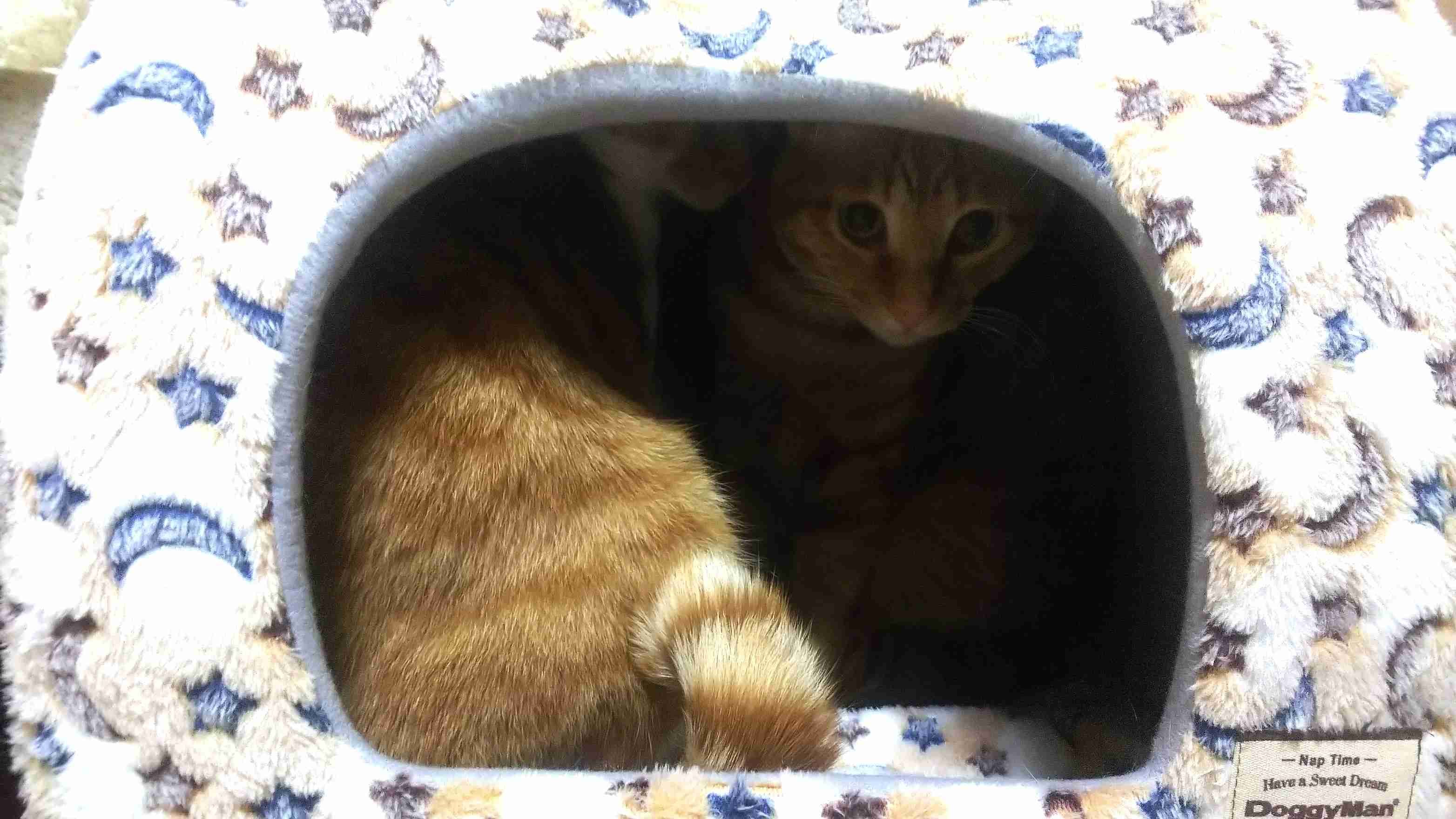 がるちゃん猫カフェ48号店 開店しました♪ (初めての方も大歓迎)