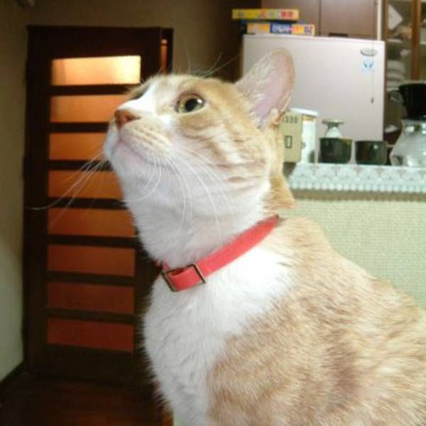 がるちゃん猫カフェ48号店 開店しました♪ (初めての方も大歓迎)