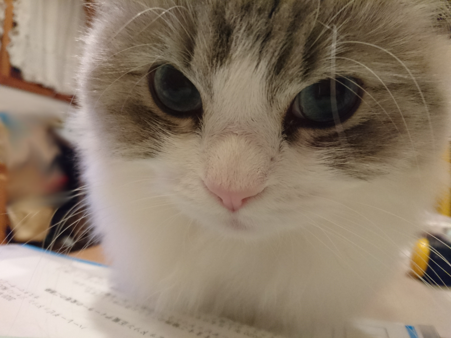 がるちゃん猫カフェ48号店 開店しました♪ (初めての方も大歓迎)