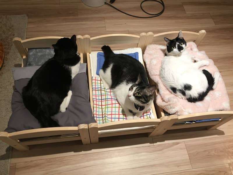 がるちゃん猫カフェ48号店 開店しました♪ (初めての方も大歓迎)