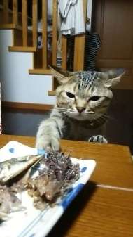 がるちゃん猫カフェ48号店 開店しました♪ (初めての方も大歓迎)