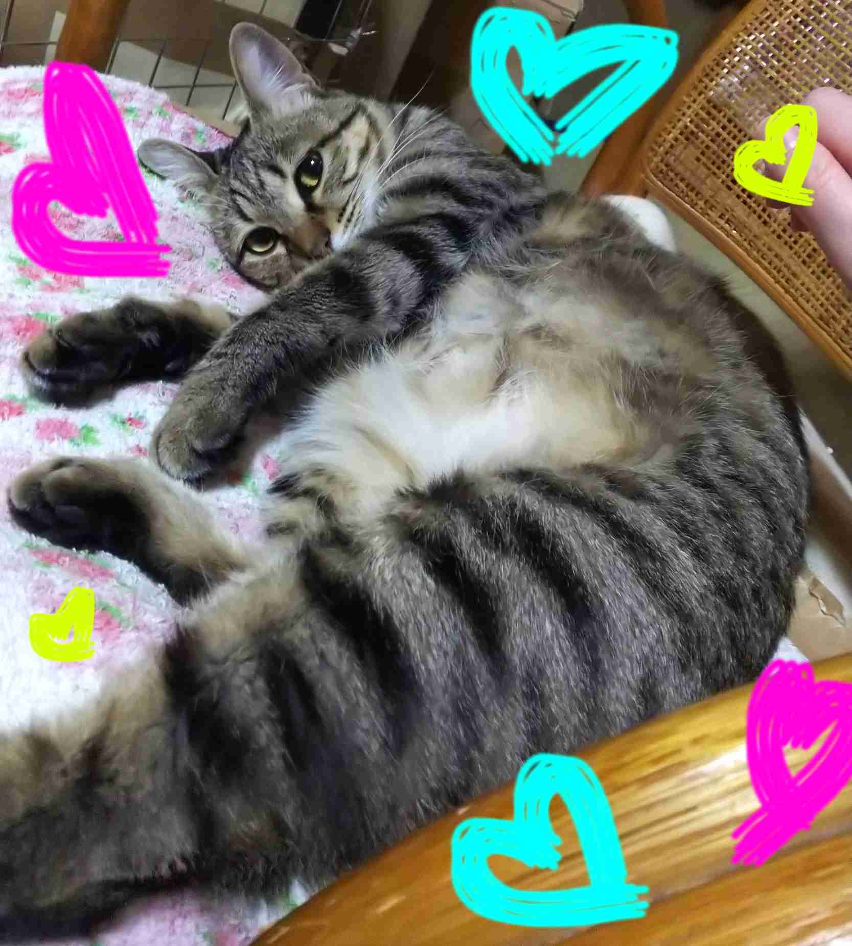 がるちゃん猫カフェ48号店 開店しました♪ (初めての方も大歓迎)