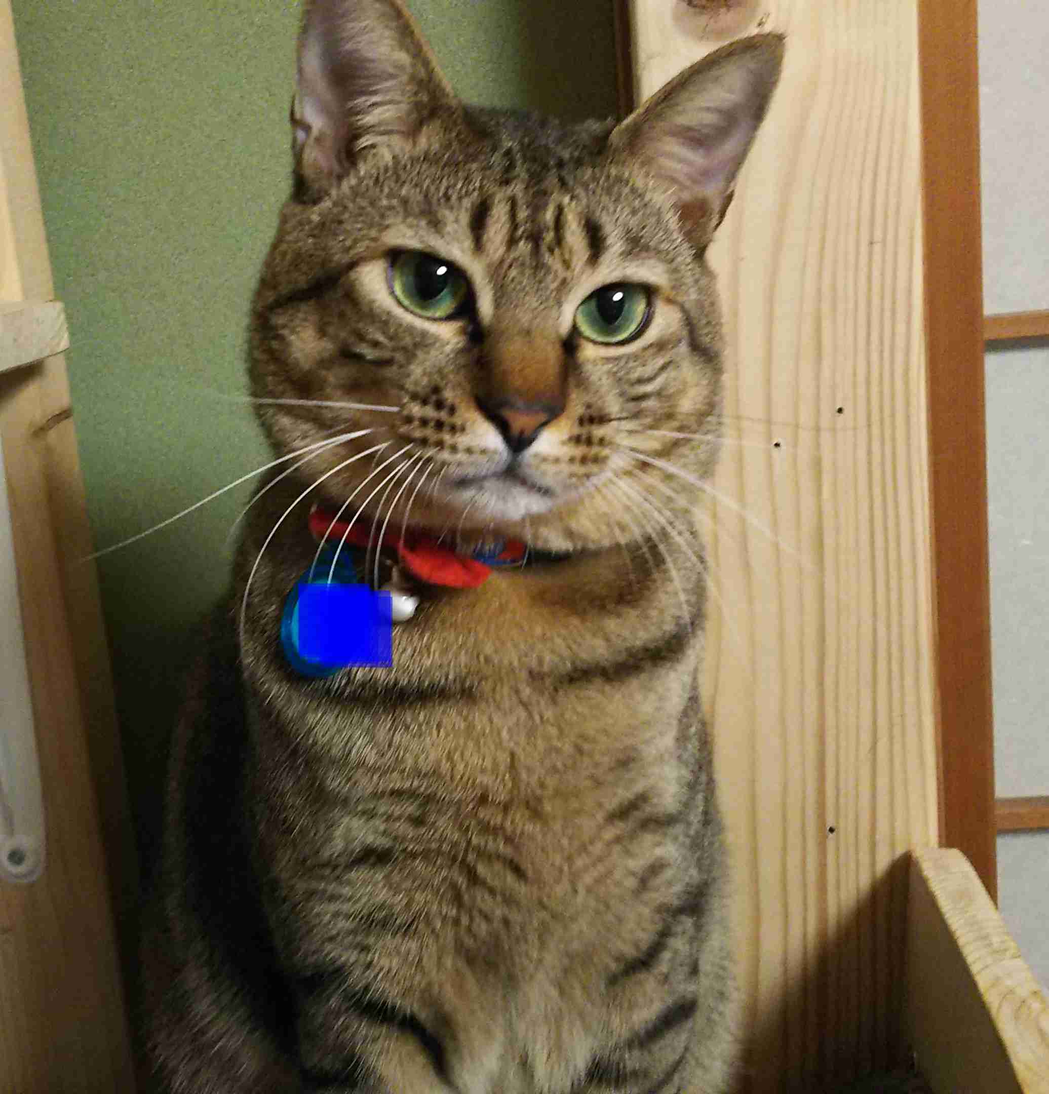 がるちゃん猫カフェ48号店 開店しました♪ (初めての方も大歓迎)