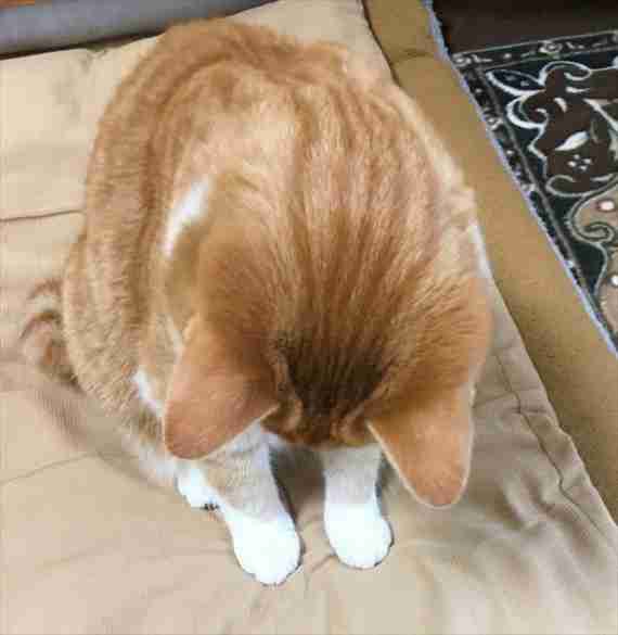 がるちゃん猫カフェ48号店 開店しました♪ (初めての方も大歓迎)