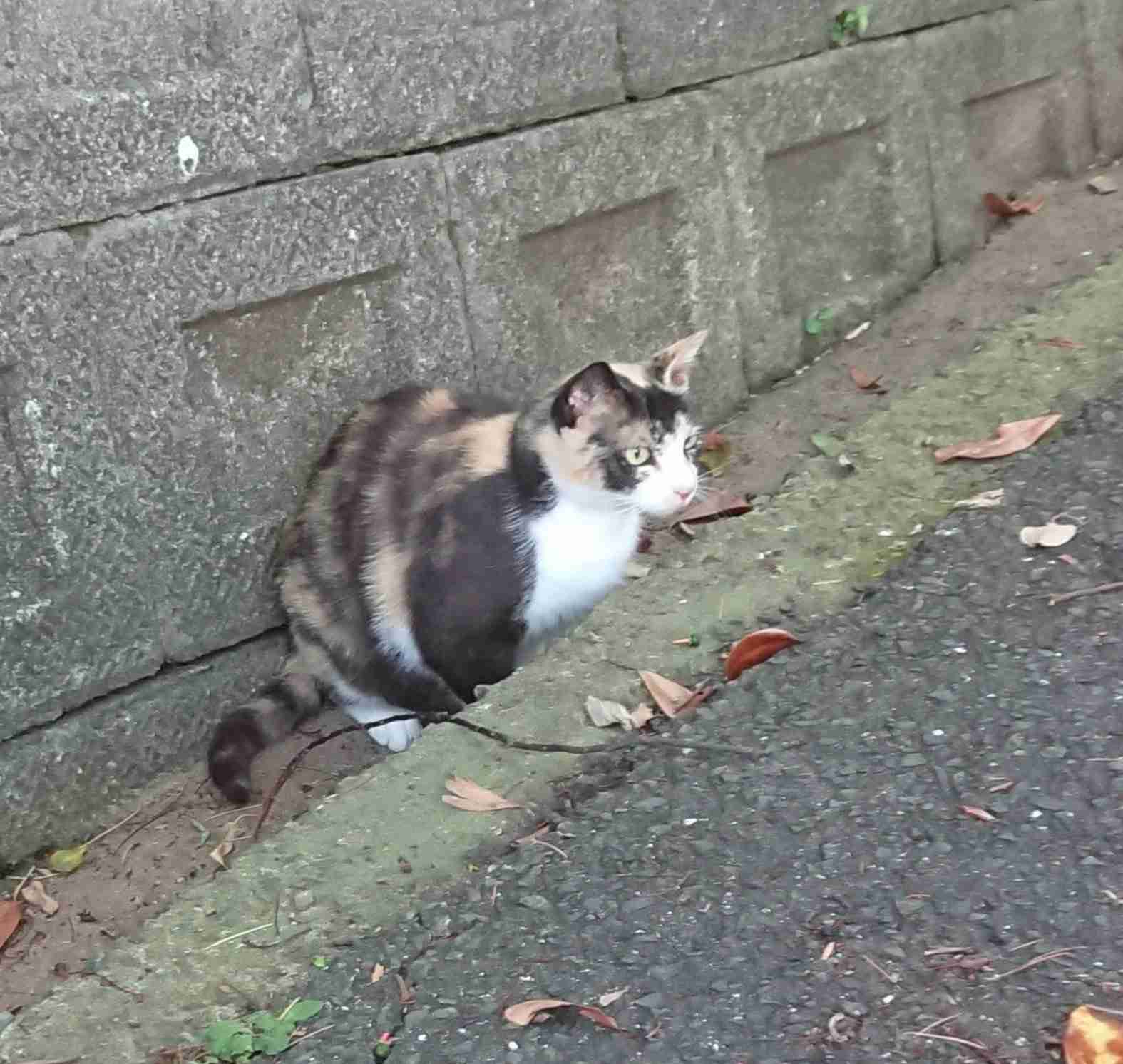 がるちゃん猫カフェ48号店 開店しました♪ (初めての方も大歓迎)