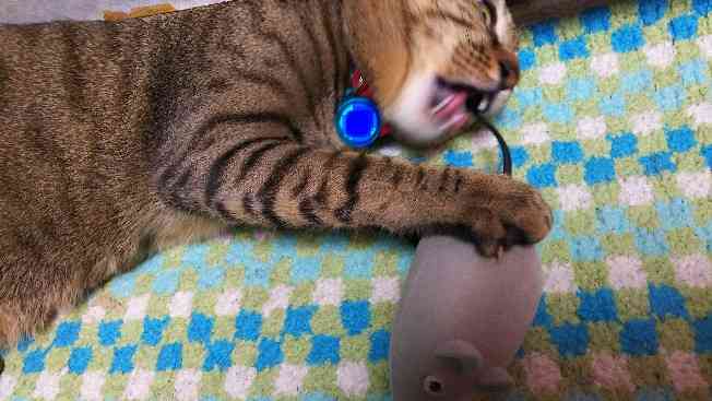 がるちゃん猫カフェ48号店 開店しました♪ (初めての方も大歓迎)
