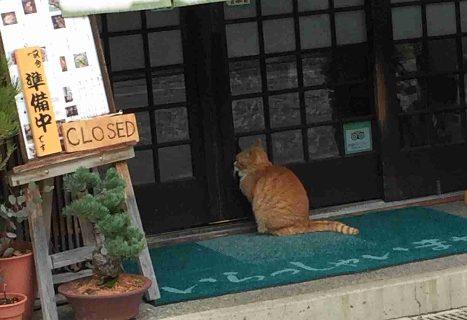 がるちゃん猫カフェ48号店 開店しました♪ (初めての方も大歓迎)