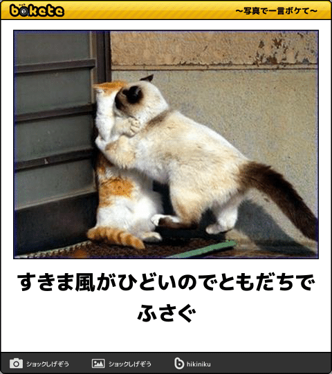 がるちゃん猫カフェ48号店 開店しました♪ (初めての方も大歓迎)