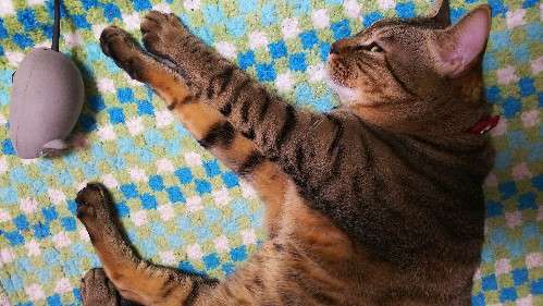 がるちゃん猫カフェ48号店 開店しました♪ (初めての方も大歓迎)