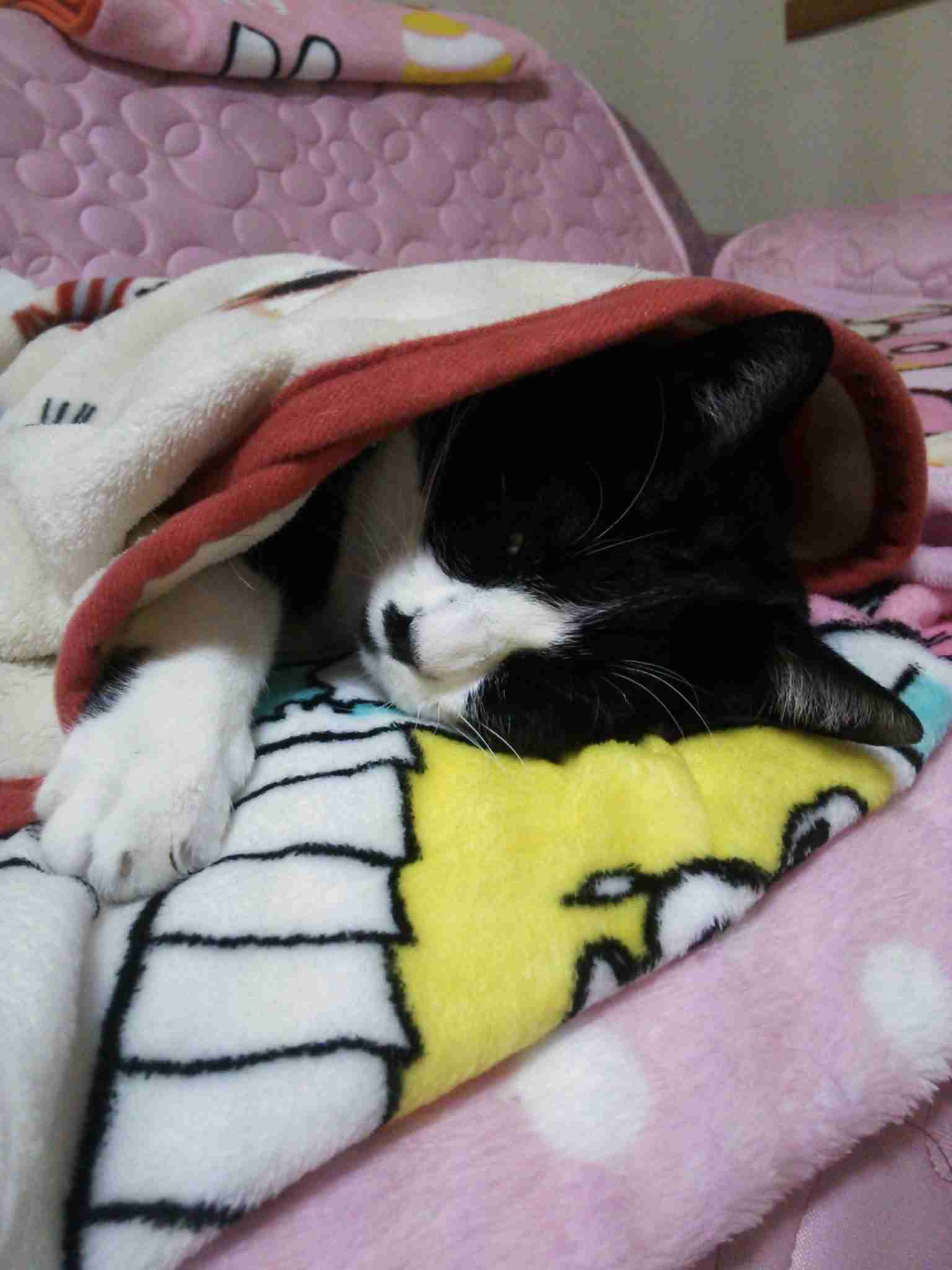 がるちゃん猫カフェ48号店 開店しました♪ (初めての方も大歓迎)