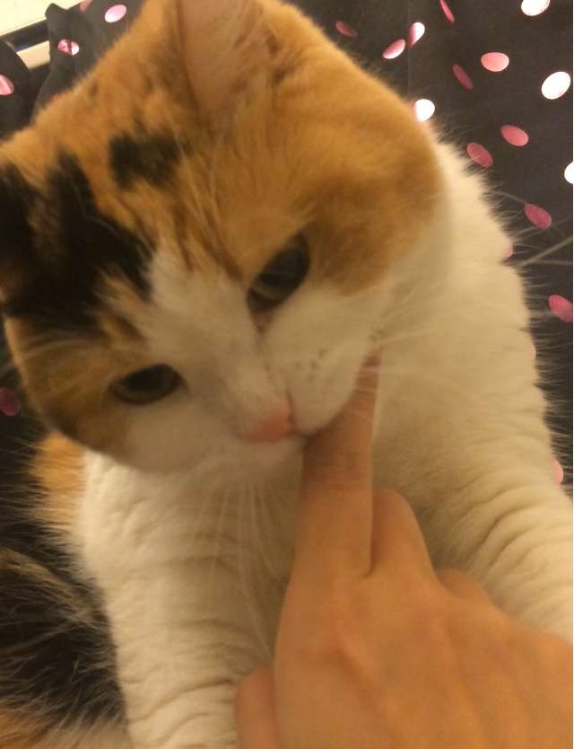 がるちゃん猫カフェ48号店 開店しました♪ (初めての方も大歓迎)