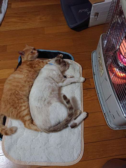 がるちゃん猫カフェ48号店 開店しました♪ (初めての方も大歓迎)