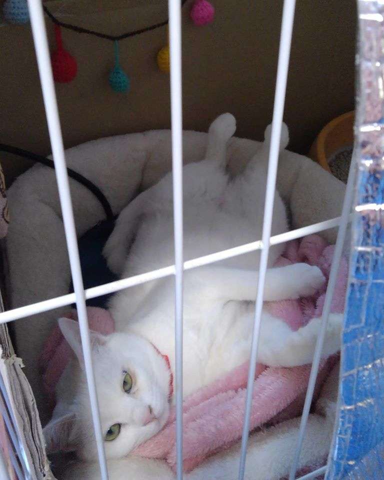 がるちゃん猫カフェ48号店 開店しました♪ (初めての方も大歓迎)