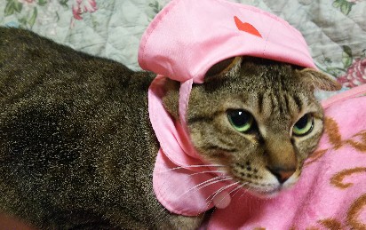 がるちゃん猫カフェ48号店 開店しました♪ (初めての方も大歓迎)
