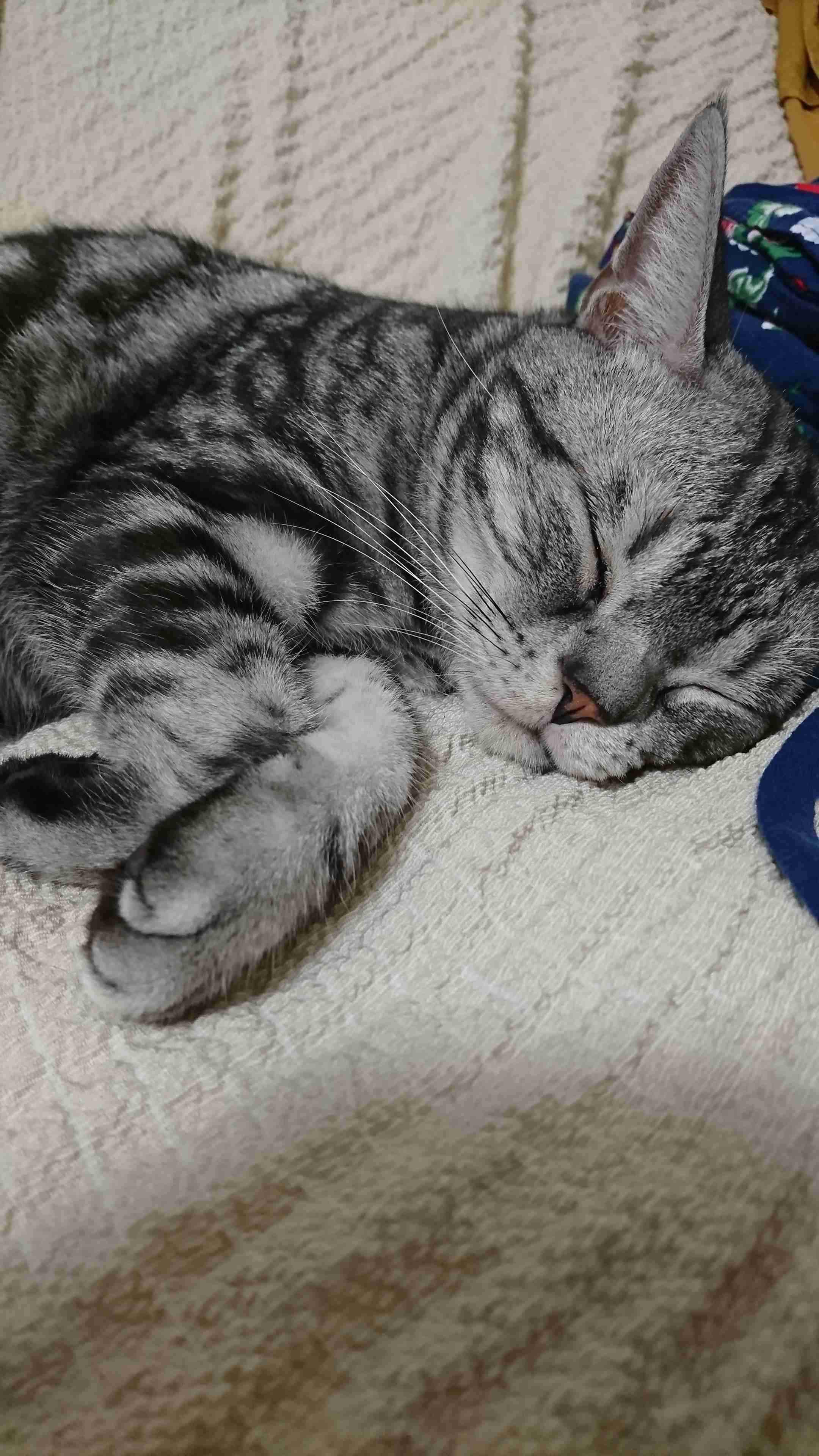 がるちゃん猫カフェ48号店 開店しました♪ (初めての方も大歓迎)