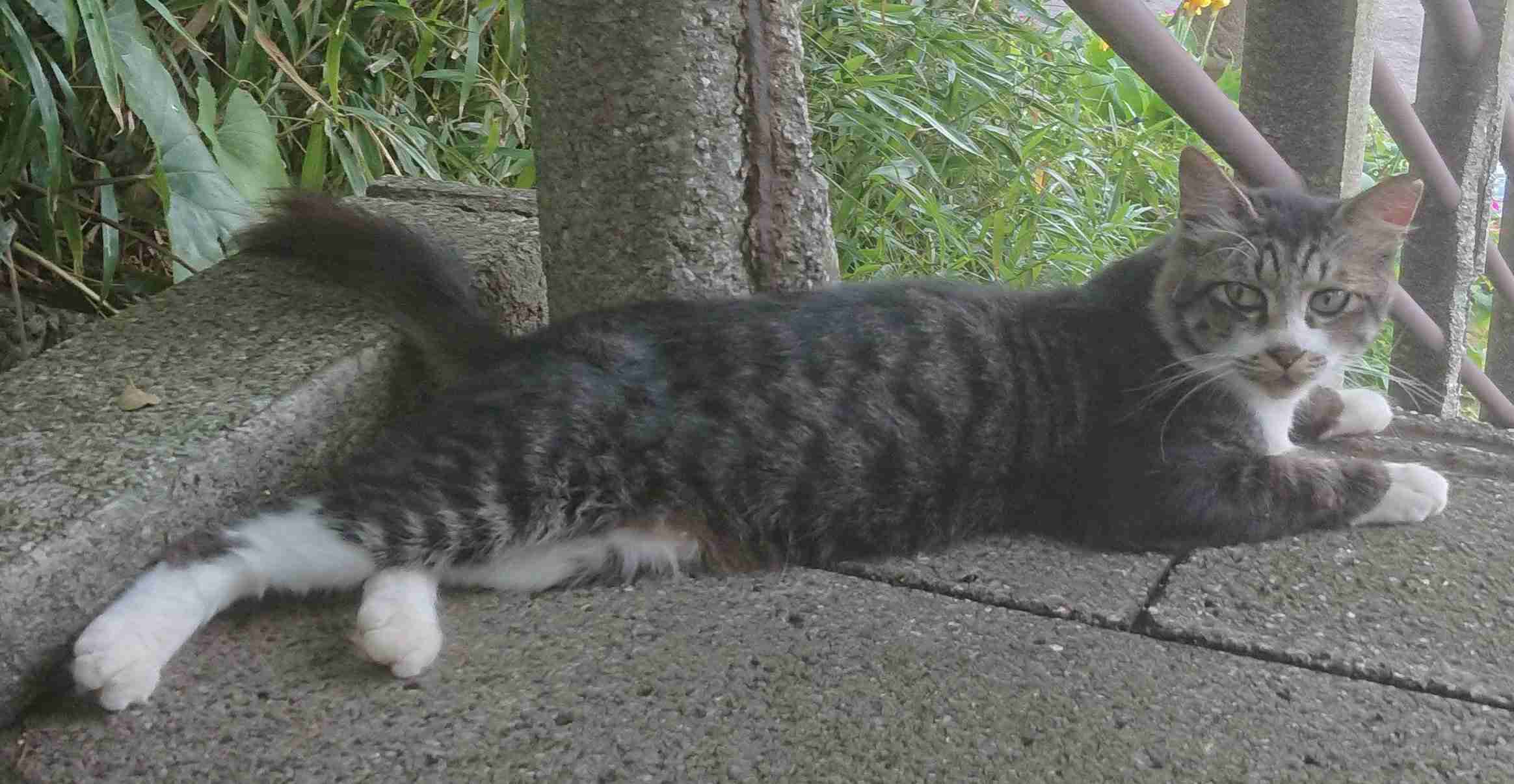 がるちゃん猫カフェ48号店 開店しました♪ (初めての方も大歓迎)