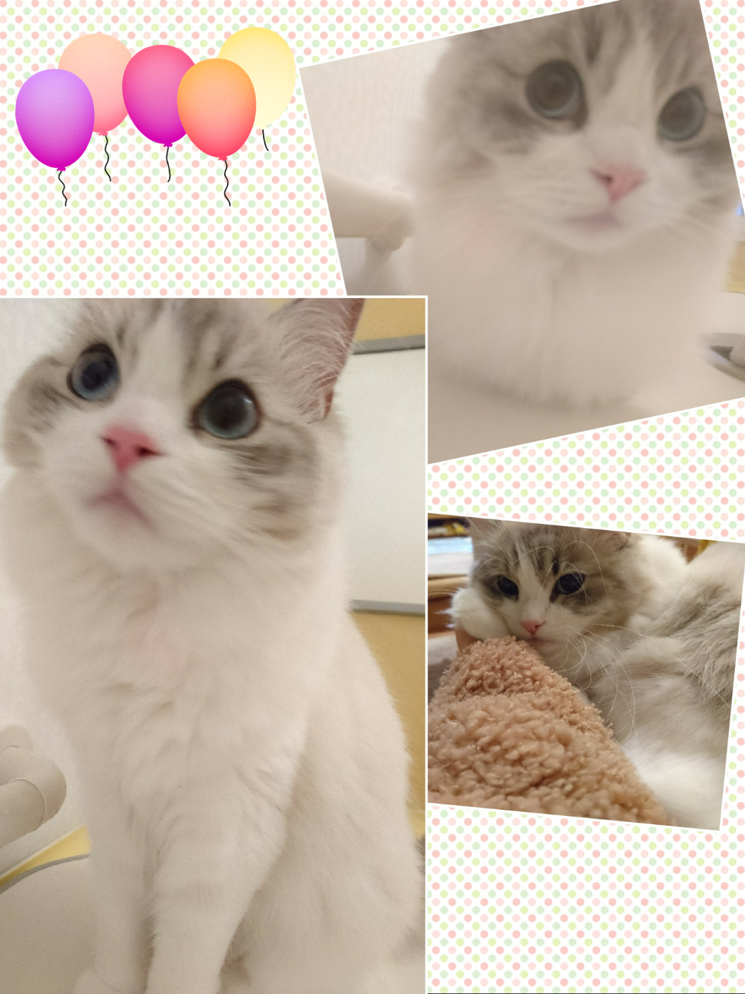 がるちゃん猫カフェ48号店 開店しました♪ (初めての方も大歓迎)