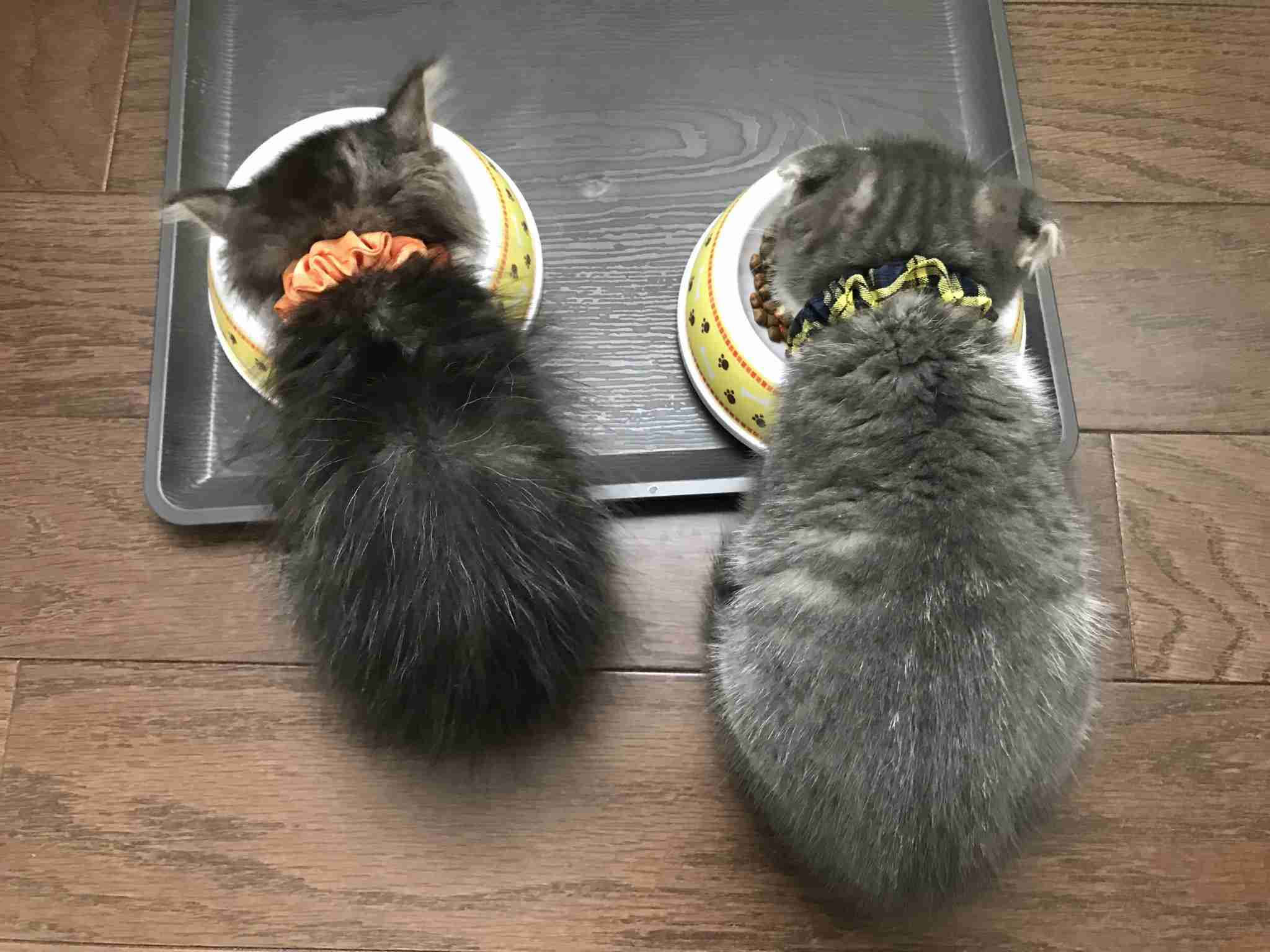 がるちゃん猫カフェ48号店 開店しました♪ (初めての方も大歓迎)