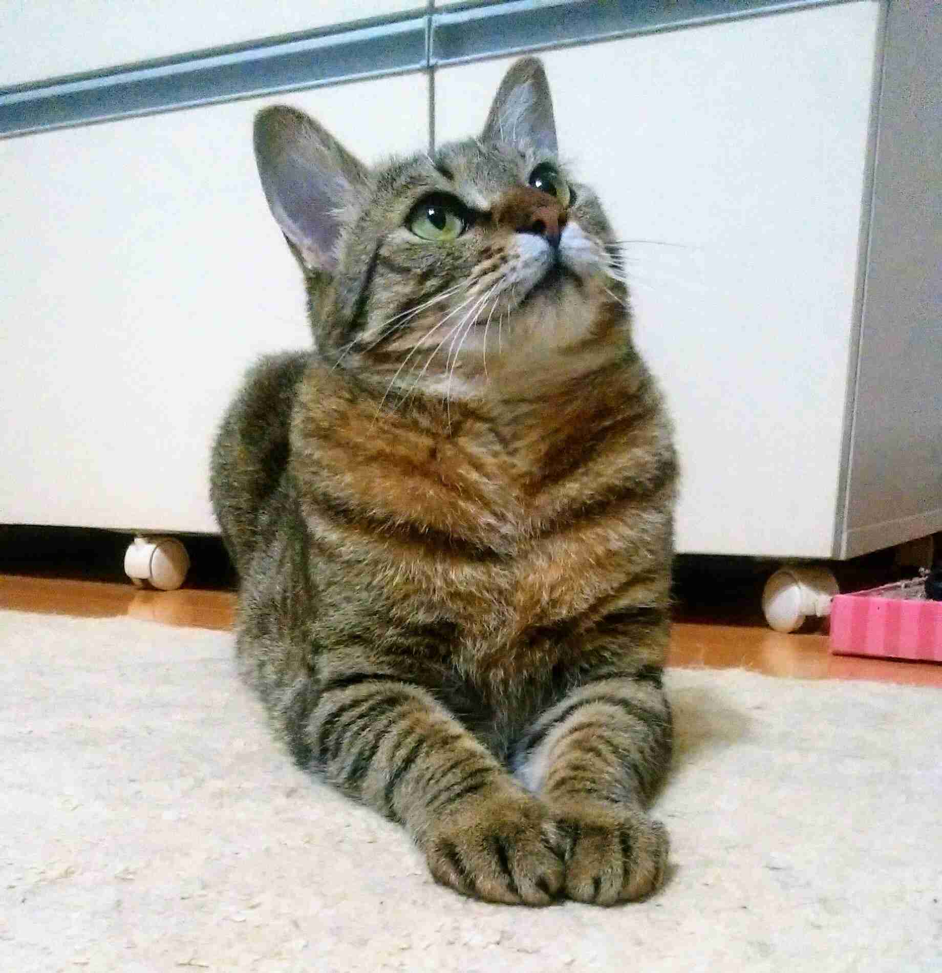 がるちゃん猫カフェ48号店 開店しました♪ (初めての方も大歓迎)