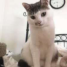 がるちゃん猫カフェ48号店 開店しました♪ (初めての方も大歓迎)