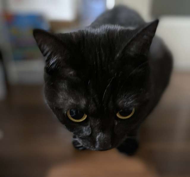 がるちゃん猫カフェ48号店 開店しました♪ (初めての方も大歓迎)