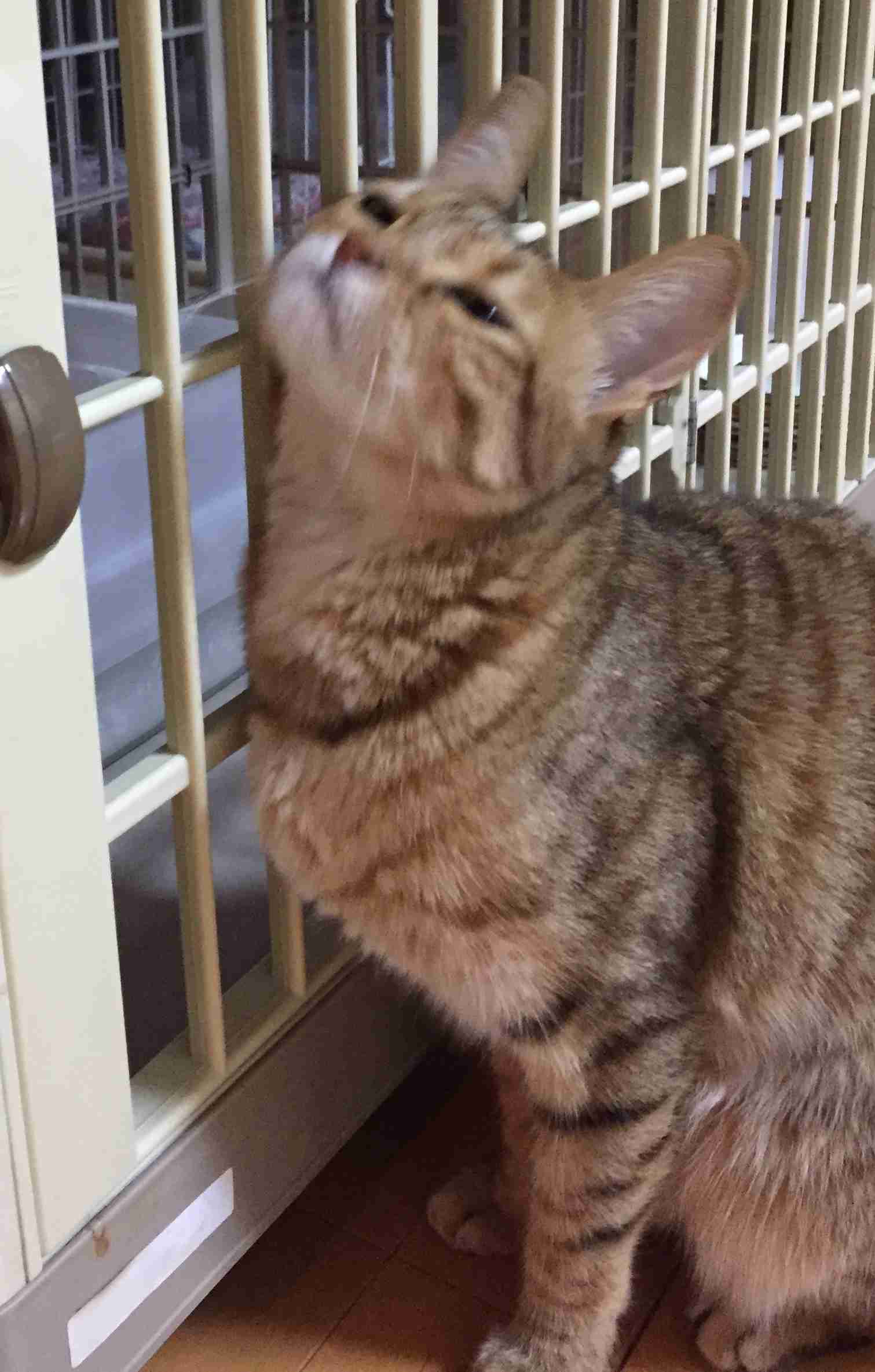 がるちゃん猫カフェ48号店 開店しました♪ (初めての方も大歓迎)