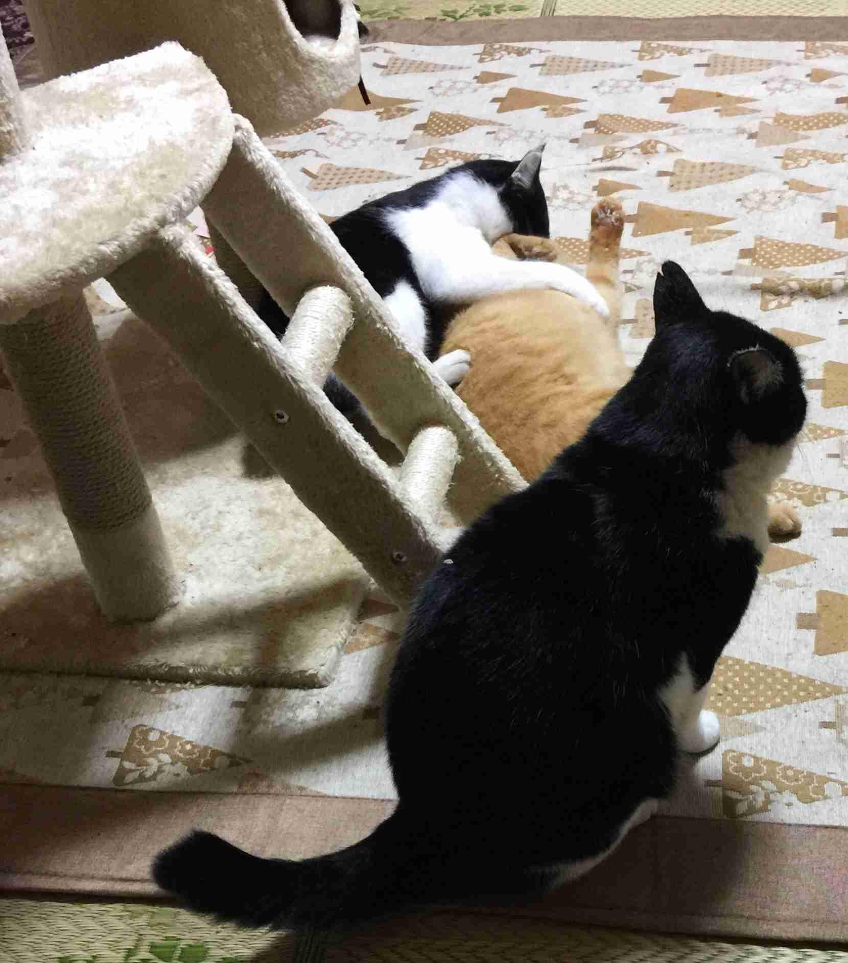 がるちゃん猫カフェ48号店 開店しました♪ (初めての方も大歓迎)