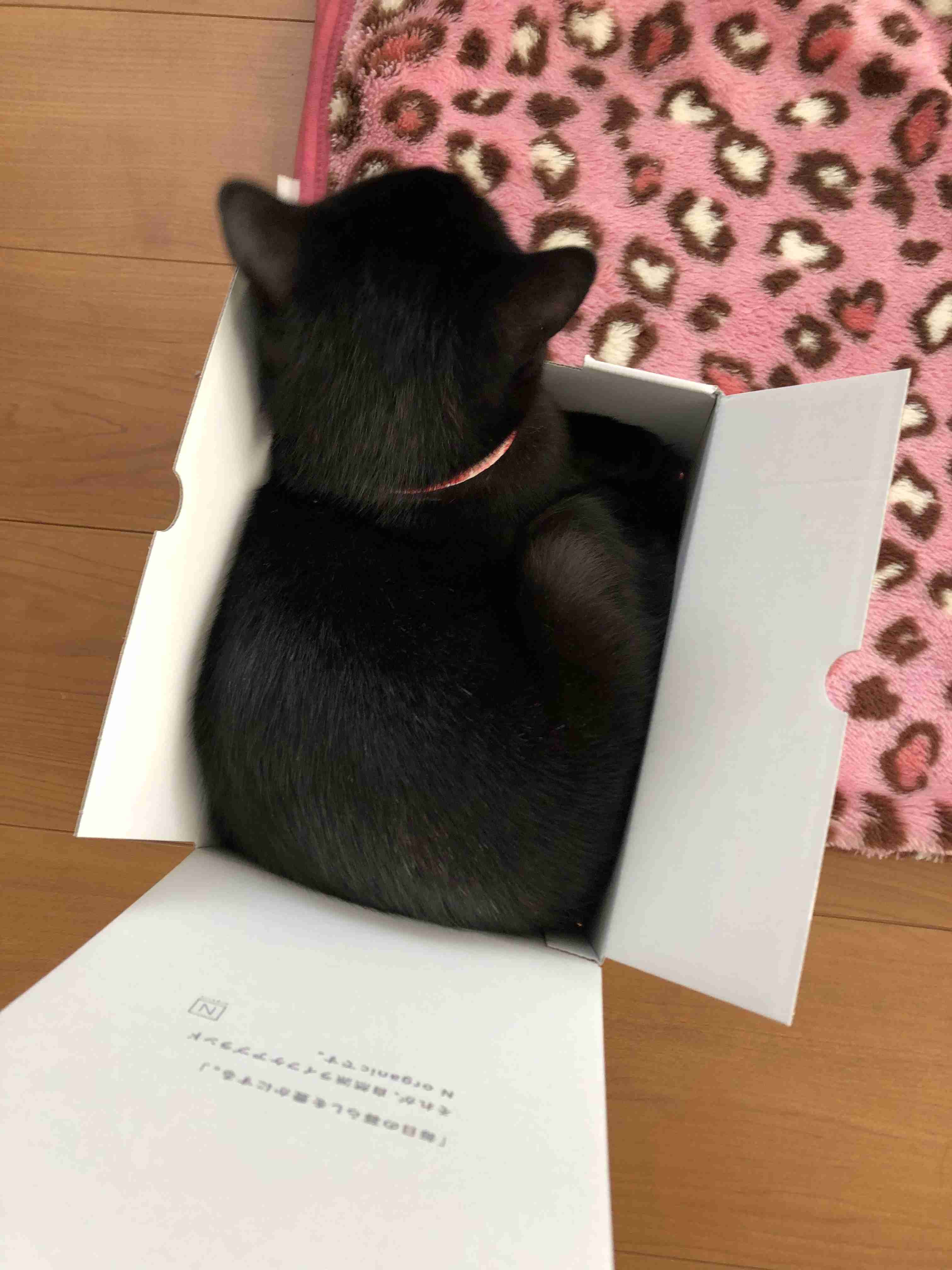 がるちゃん猫カフェ48号店 開店しました♪ (初めての方も大歓迎)
