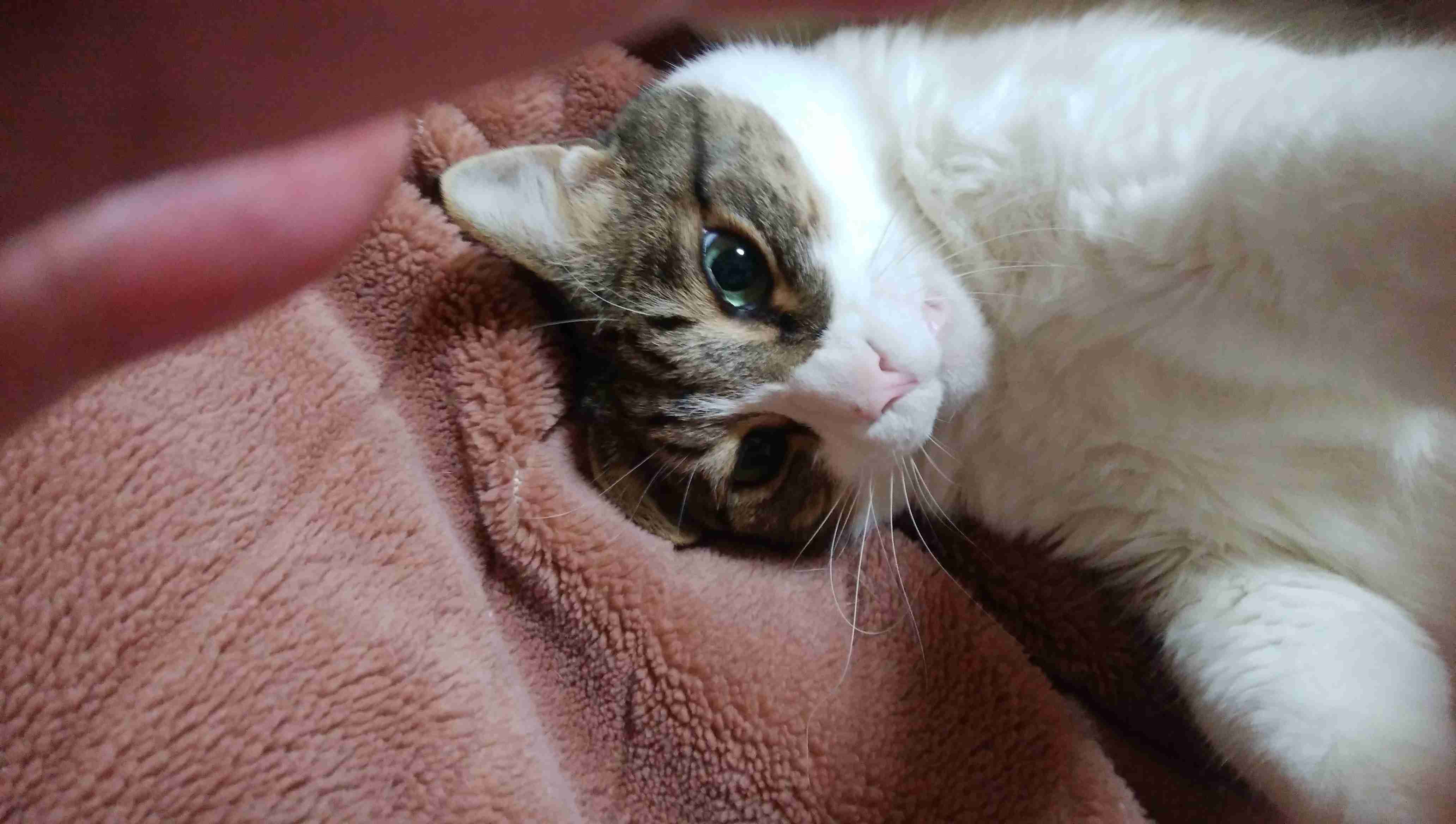 がるちゃん猫カフェ48号店 開店しました♪ (初めての方も大歓迎)