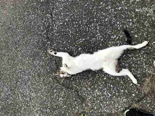 がるちゃん猫カフェ48号店 開店しました♪ (初めての方も大歓迎)