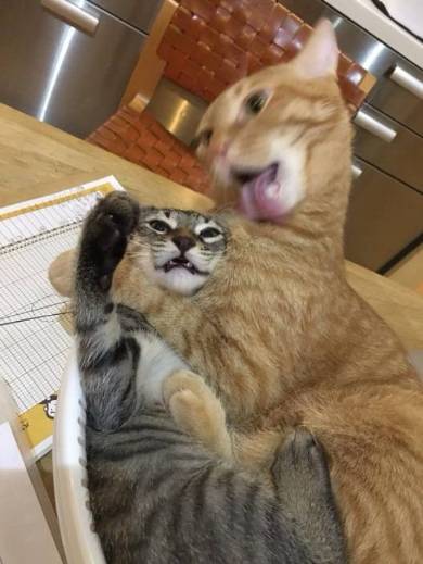 がるちゃん猫カフェ48号店 開店しました♪ (初めての方も大歓迎)