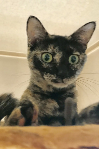 がるちゃん猫カフェ48号店 開店しました♪ (初めての方も大歓迎)