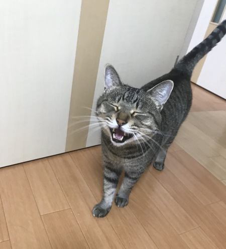 がるちゃん猫カフェ48号店 開店しました♪ (初めての方も大歓迎)
