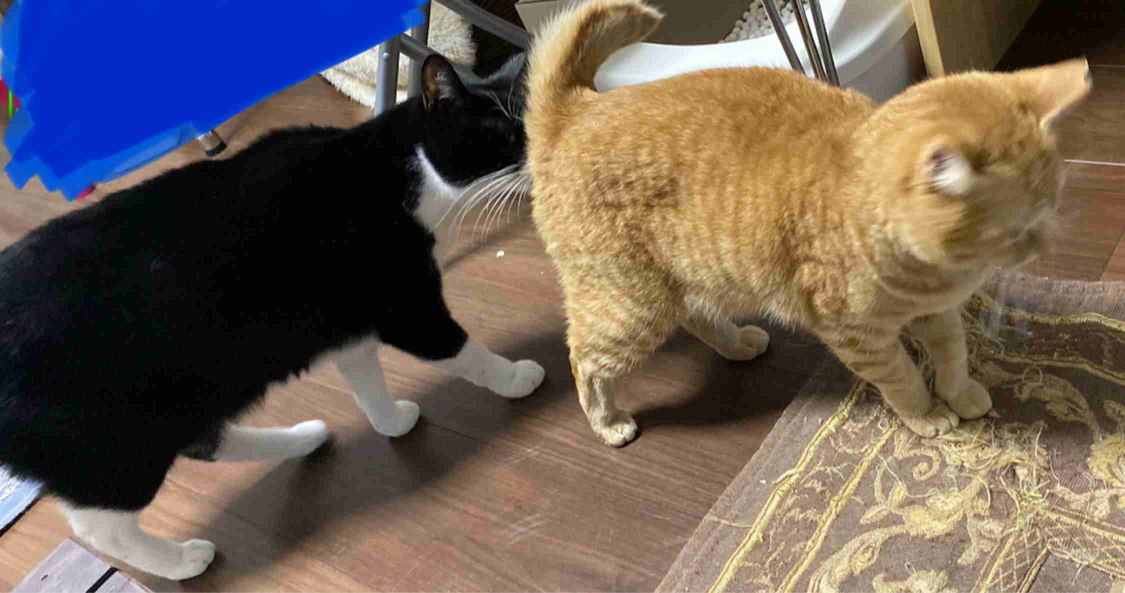 がるちゃん猫カフェ48号店 開店しました♪ (初めての方も大歓迎)