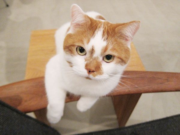 がるちゃん猫カフェ48号店 開店しました♪ (初めての方も大歓迎)