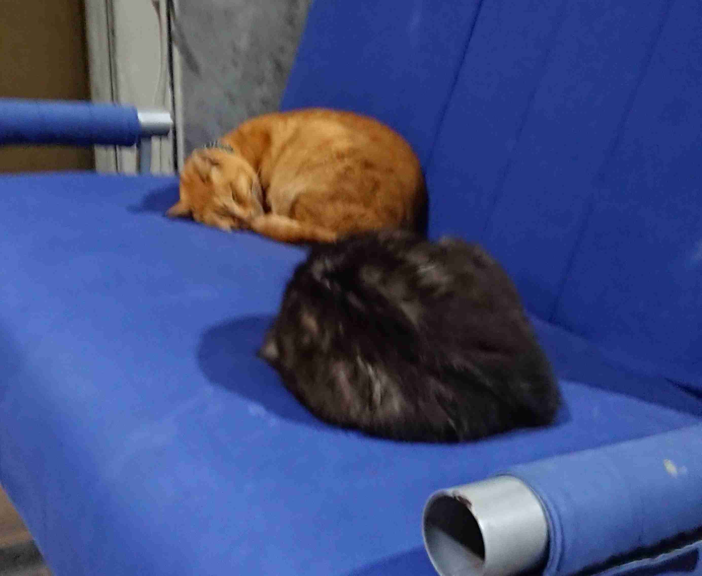 がるちゃん猫カフェ48号店 開店しました♪ (初めての方も大歓迎)